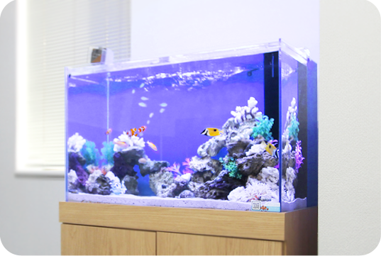 神戸アクアガーデン 熱帯魚水槽のレンタル リース 水槽の設置 水槽メンテナンス