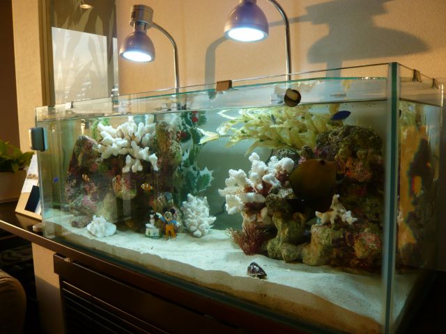 海を感じ、室内でサンゴを育てています | 神戸アクアガーデン