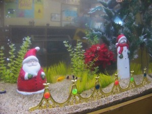 水槽もお魚もクリスマスを楽しみにしています